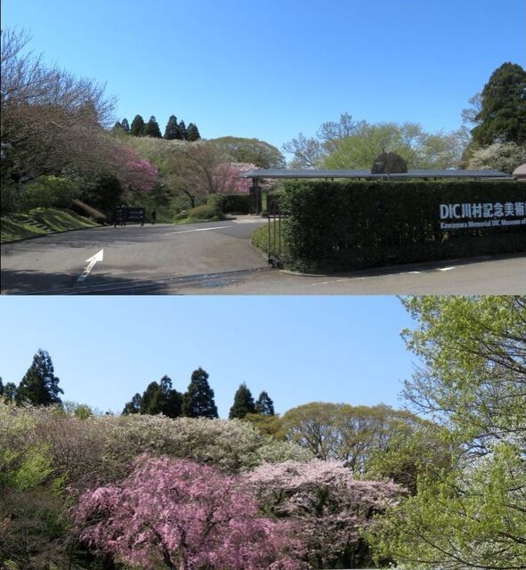 Sakura04101.jpg