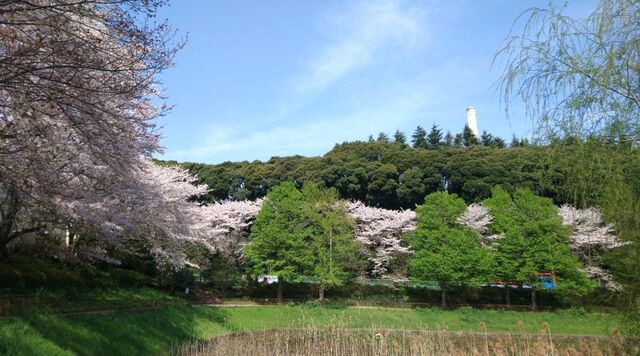 SakuraKayata1.jpg