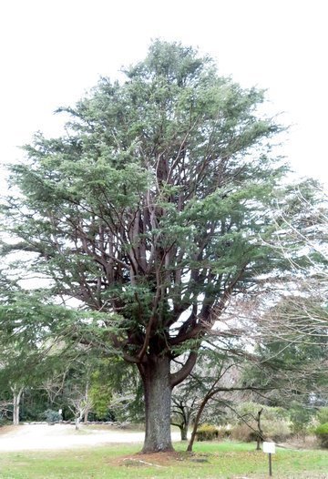 Tree1.jpg